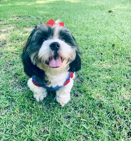 Piper