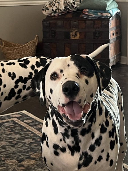 Bailey