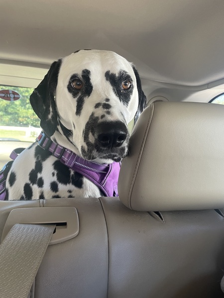 Sophie 