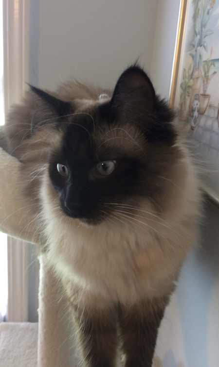 Gracie