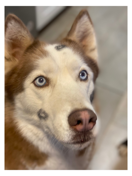 Echo
