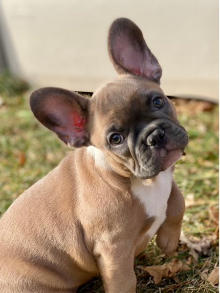 Fiona