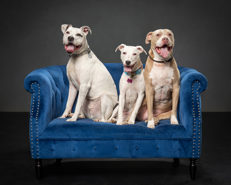 Stella,  Ziggy,  and Luna