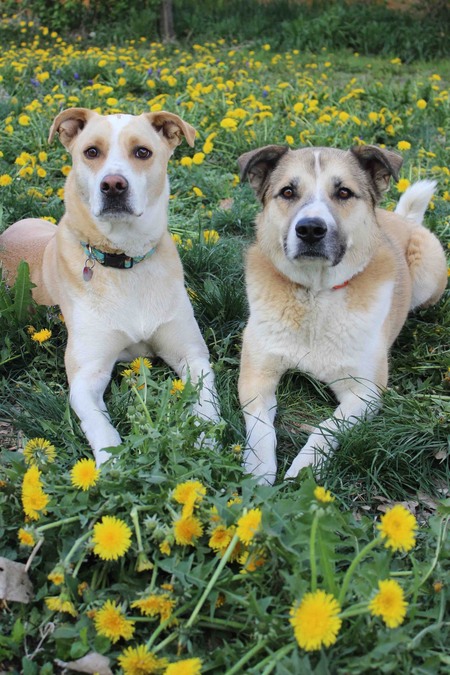 Mr Bojangles and Skye