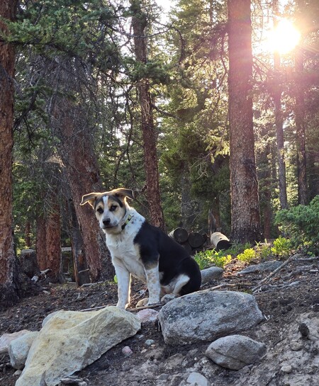 Scout