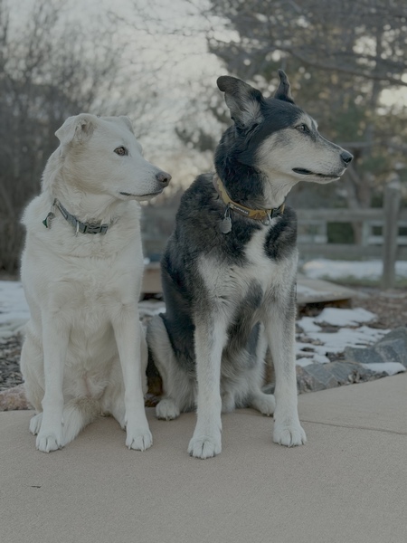 Timber and Porter