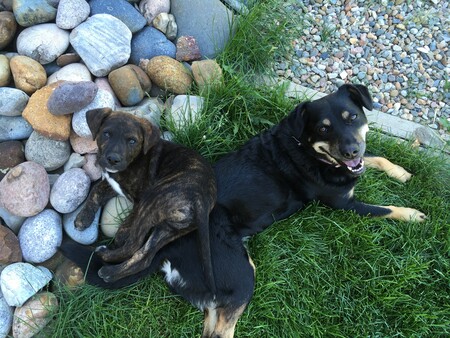 Charlie and Meeka