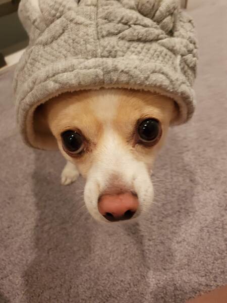 Melon