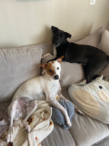 Oliver & Sylvie