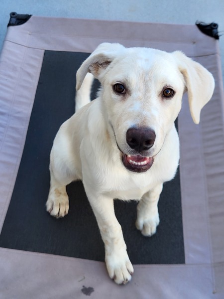 Entry image for Triton. Clicking this image will show a larger photo