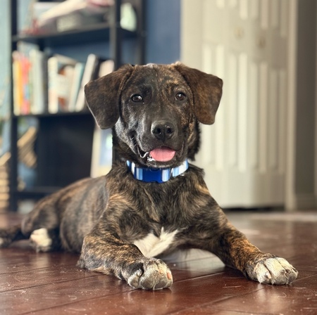 Entry image for Jax. Clicking this image will show a larger photo