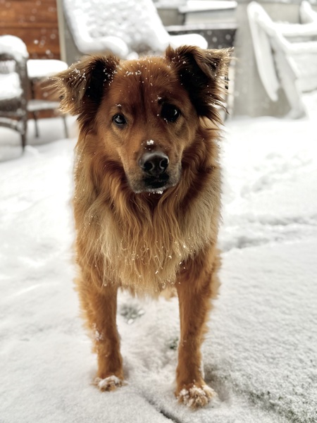 Entry image for Cooper. Clicking this image will show a larger photo