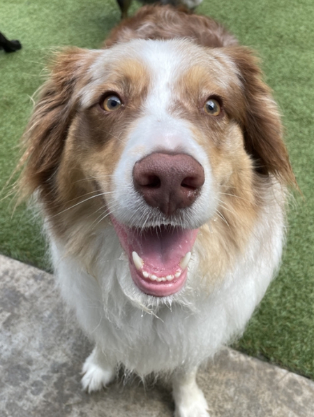 Cooper