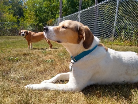 Enzo & Birdie