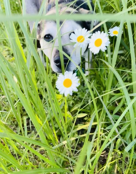 Gus