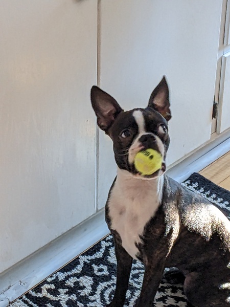 Rosie 