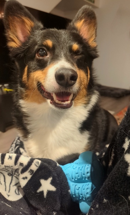 Cheddar