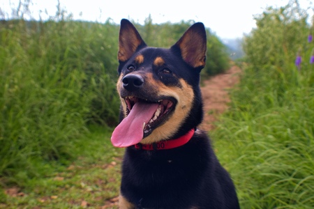 Bandit 