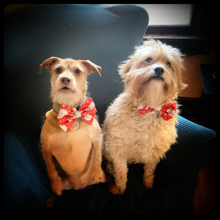 Daisy & Milo
