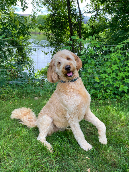 Gracie