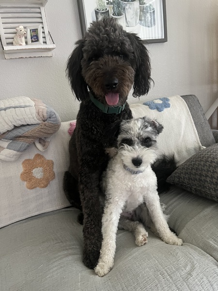 Auggie and Sadie Sue