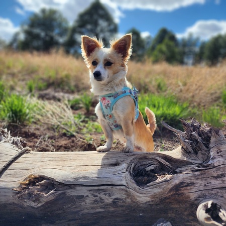 Daisy may