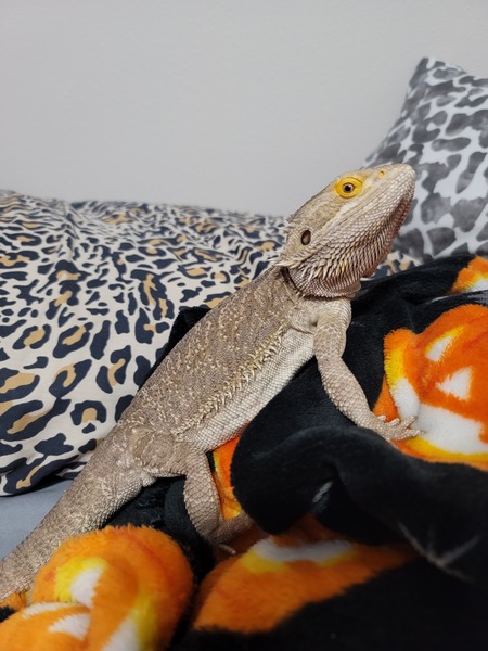Apollo the Bearded Dragon