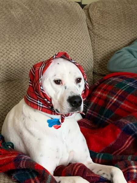 Harley
