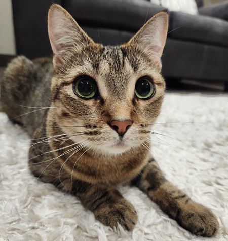 Vilya