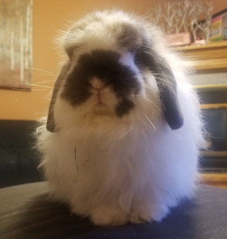 Ollie