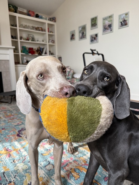 Merlin (was Earl) and Shadow 