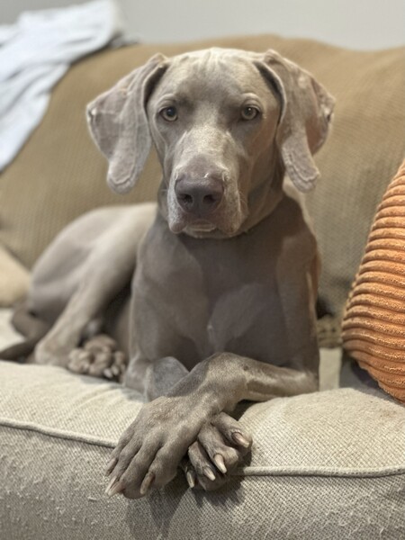 Bubba
