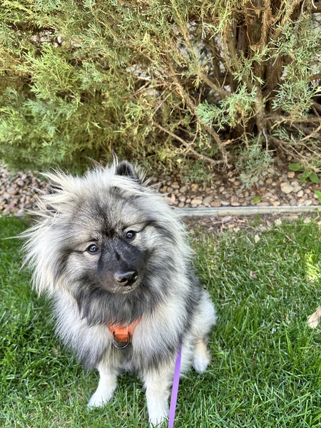 Agatha