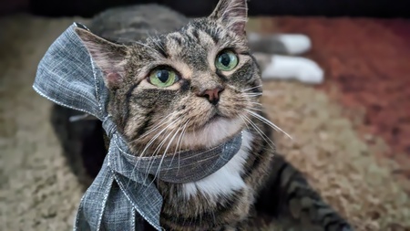 Ali
