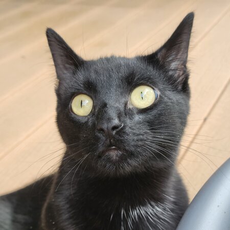 Binx