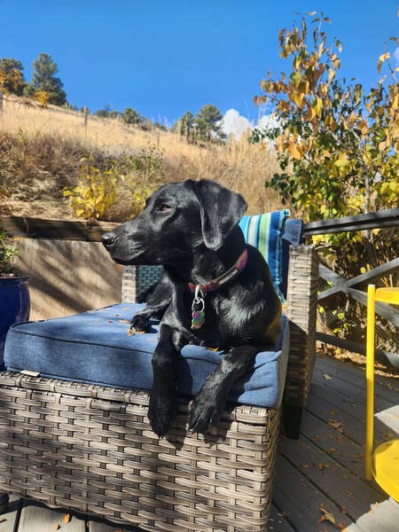 Emmi