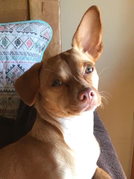 Entry image for Tippi. Clicking this image will show a larger photo
