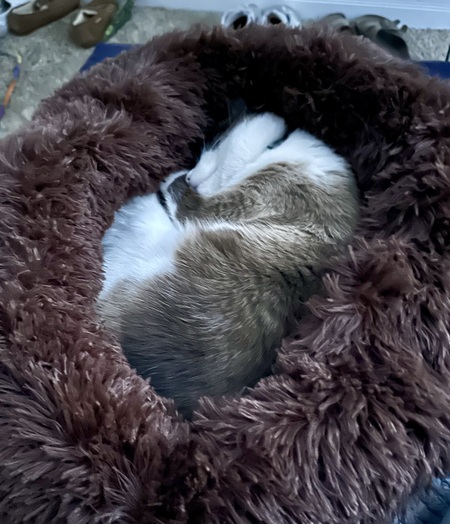 Entry image for Benji. Clicking this image will show a larger photo