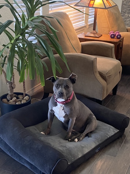 Entry image for Gracie. Clicking this image will show a larger photo