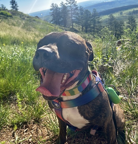 Entry image for Doobie . Clicking this image will show a larger photo