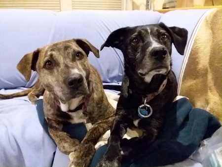 Entry image for Zeke 2.0 and Kallie. Clicking this image will show a larger photo