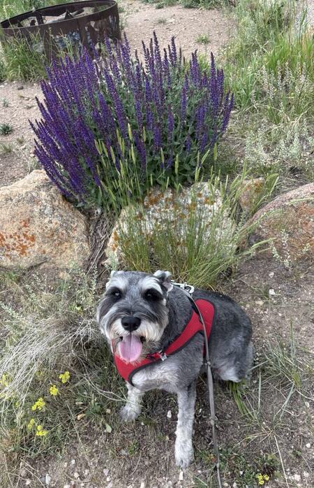 Entry image for Trooper. Clicking this image will show a larger photo