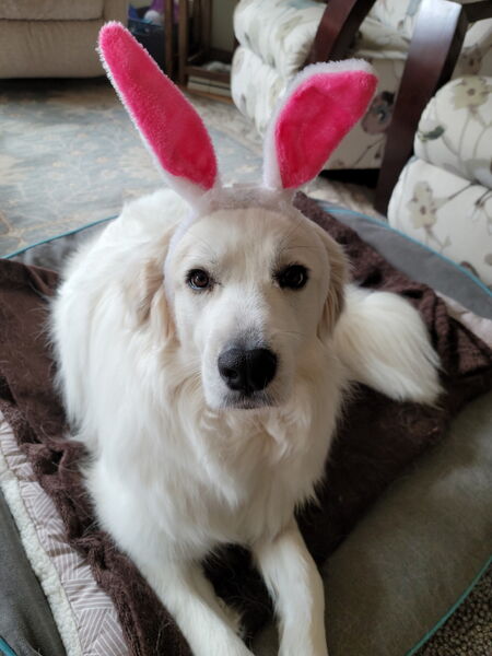 Entry image for Layla. Clicking this image will show a larger photo