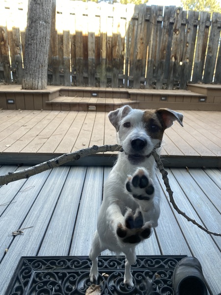 Cocoa