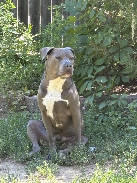 Entry image for Spike. Clicking this image will show a larger photo