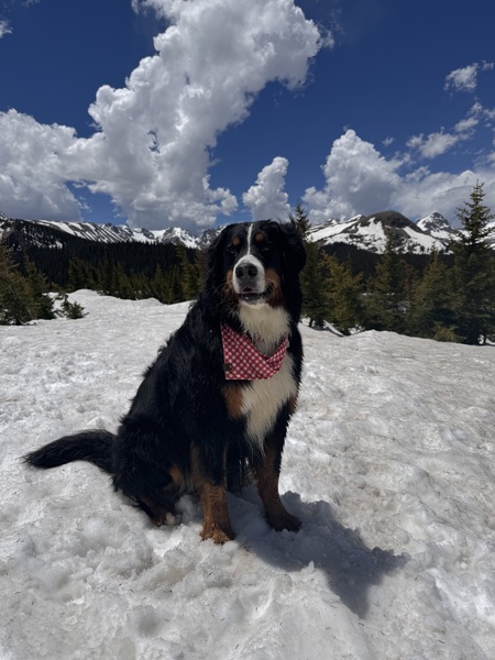 Entry image for Evie. Clicking this image will show a larger photo