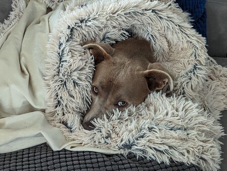 Entry image for Zola. Clicking this image will show a larger photo