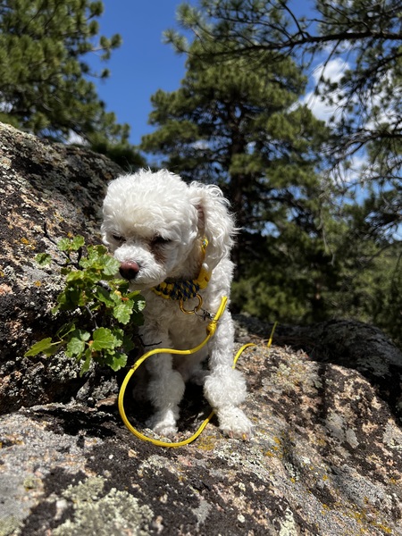 Entry image for Teddy (Sir Theodore Bear). Clicking this image will show a larger photo
