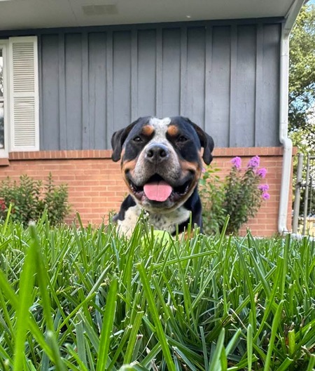 Entry image for Benny. Clicking this image will show a larger photo