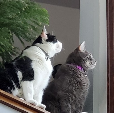 Entry image for Jamie (left), Louie (right). Clicking this image will show a larger photo